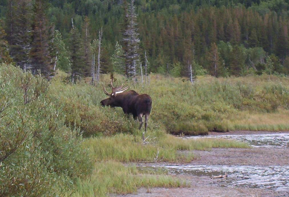 Bull-Moose