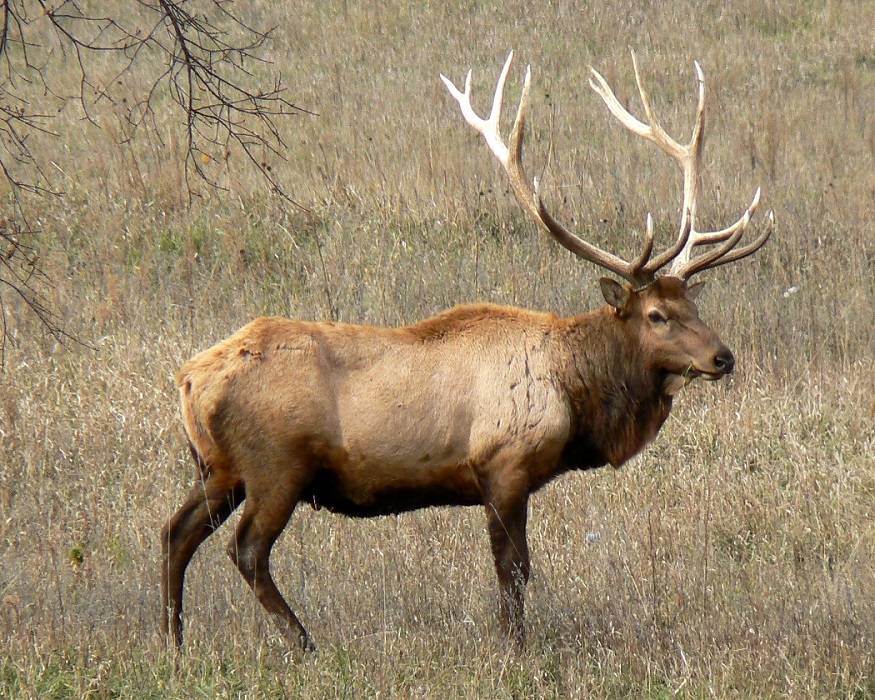 Elk-Bull