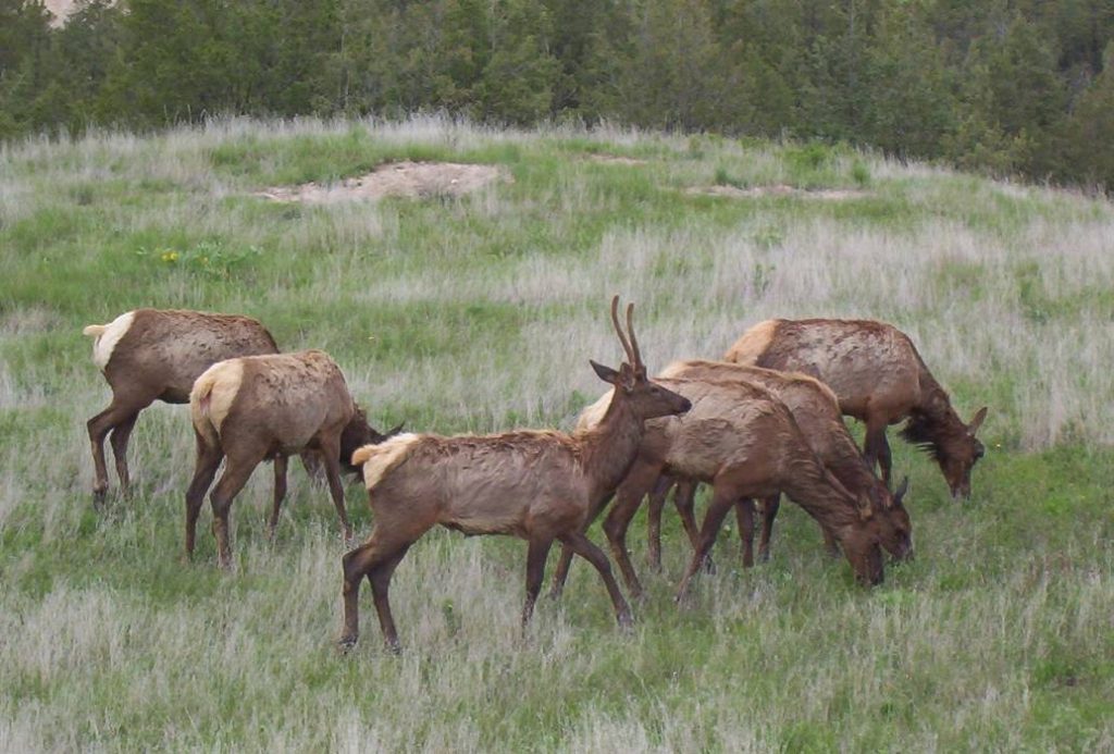 Elk-Herd