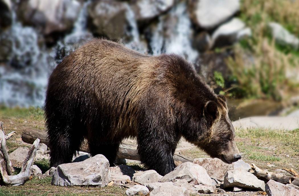 Glacier National Park Wildlife – Smoky Bear Ranch
