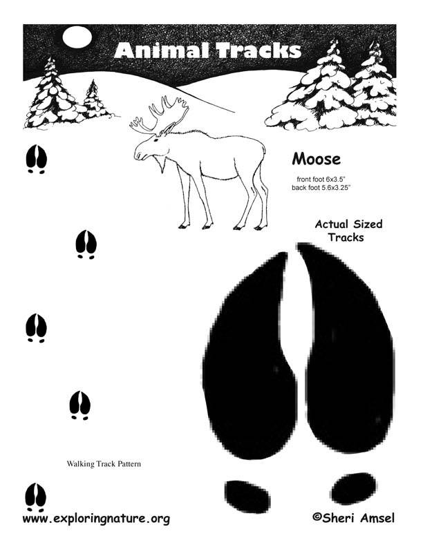 Moose-Tracks