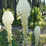beargrass-flower