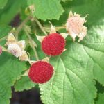 thimbleberry-berry