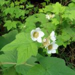 thimbleberry-flower
