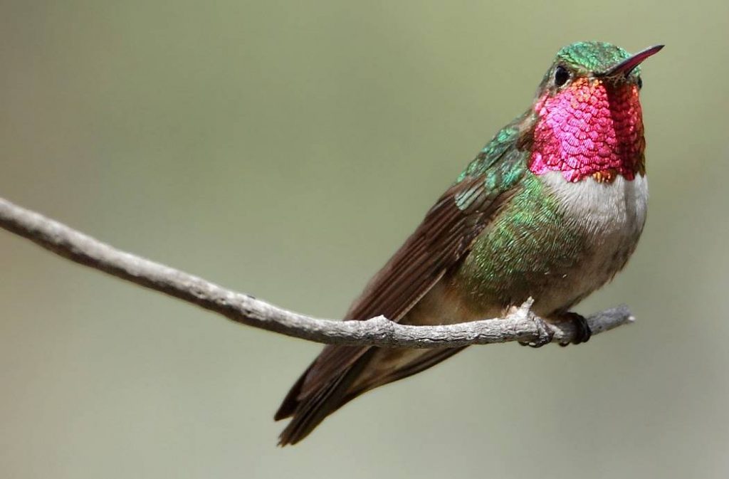 broad-tailed-male