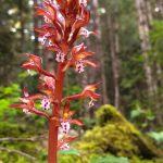 spotted-coralroot