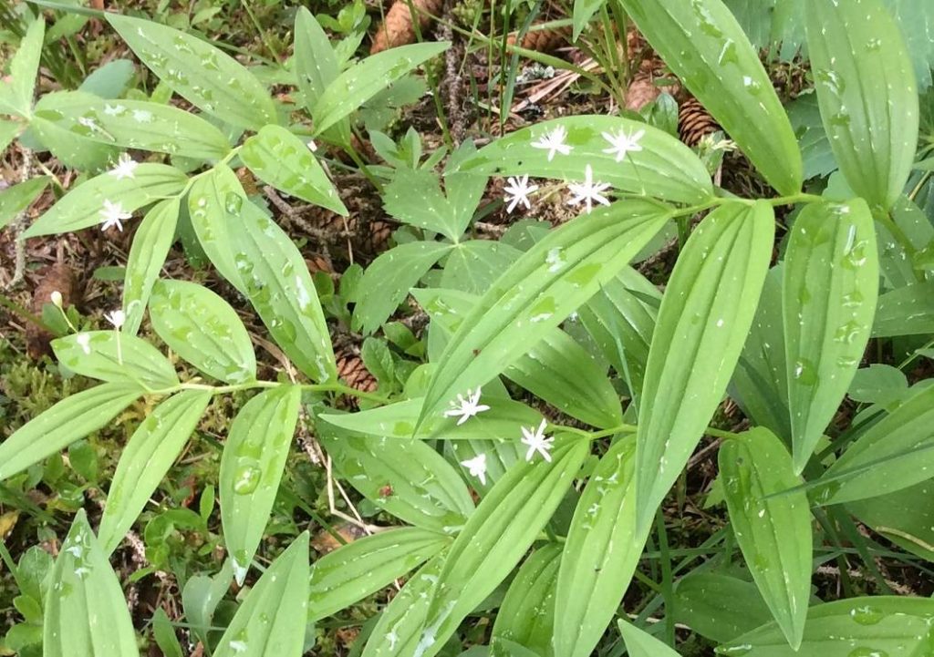 Wild-Lily-of-the-Valley