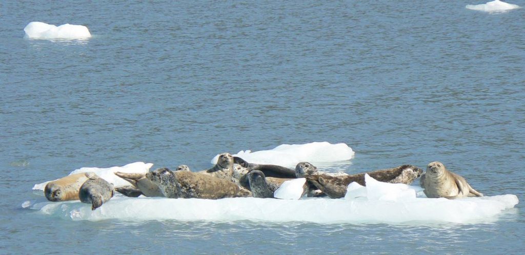 Harbor-Seals