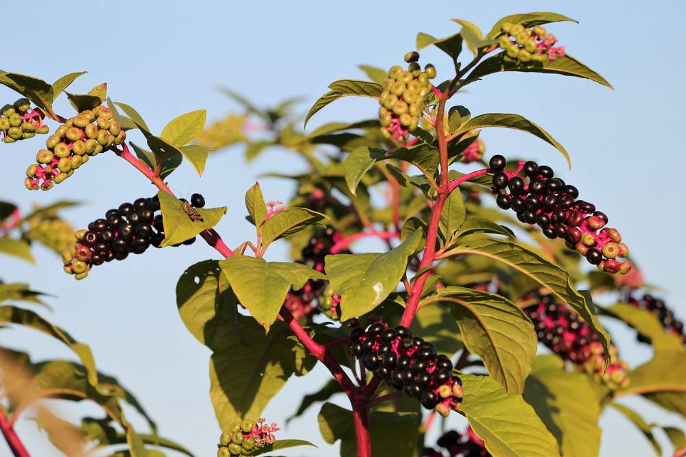Pokeweed-Berries