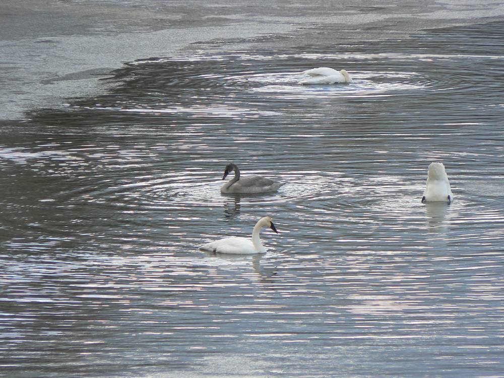 trumpeter swan - Glacier