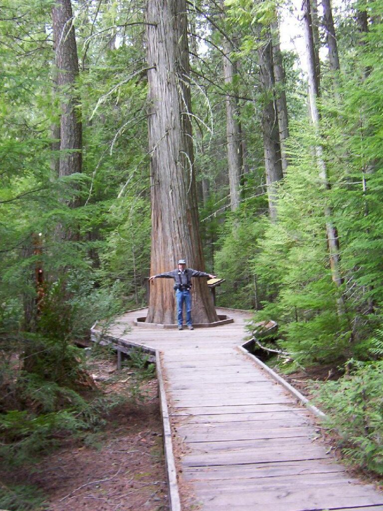 Trip Trail Of The Cedars