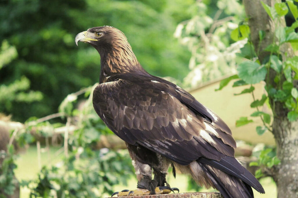 Golden Eagle 1024x683 1